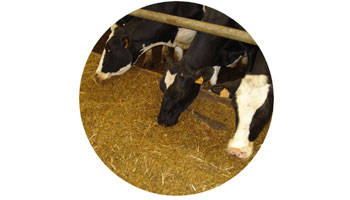 Animal Feed Suppliers