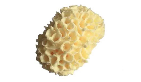 Sea Sponge Suppliers Sea Sponge Suppliers
