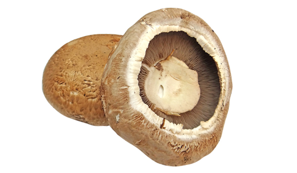 Portobello Mushroom Suppliers