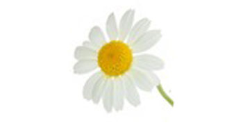 Chamomile Flower Suppliers Chamomile Flower Suppliers