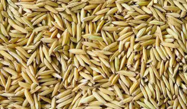 Paddy Rice Suppliers