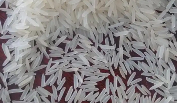 Pusa Rice Suppliers