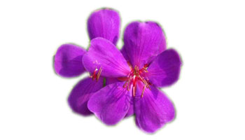 Ornamental Flowers Suppliers Ornamental Flowers Suppliers