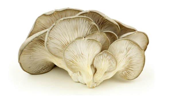Oyster Mushroom Suppliers