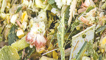 Corn Silage Suppliers in Kolkata