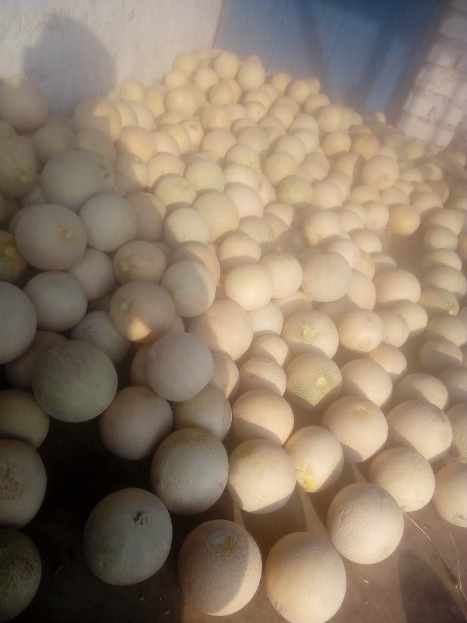 Kalika Agro