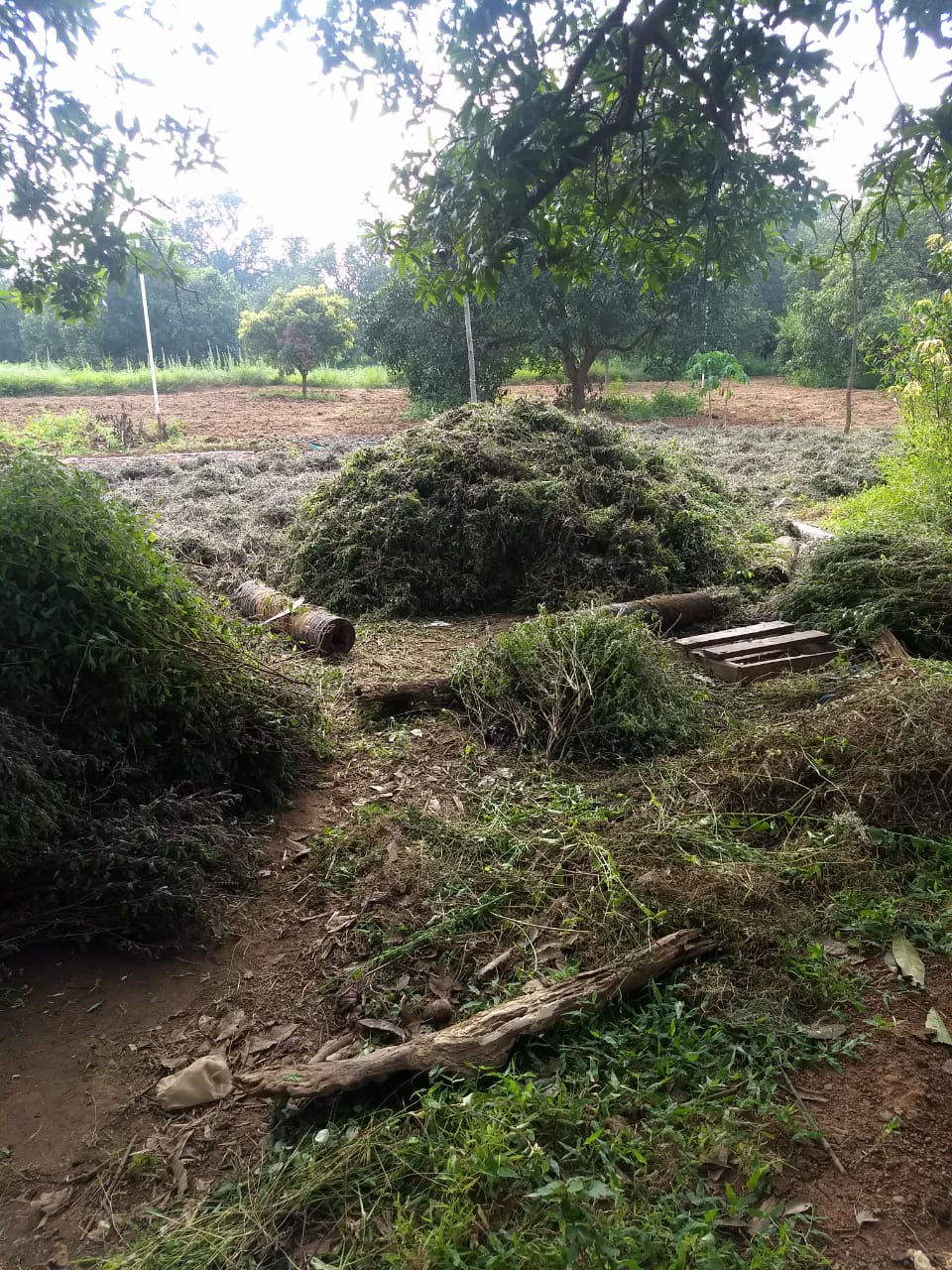 Vizzy Fresh Organic Farm