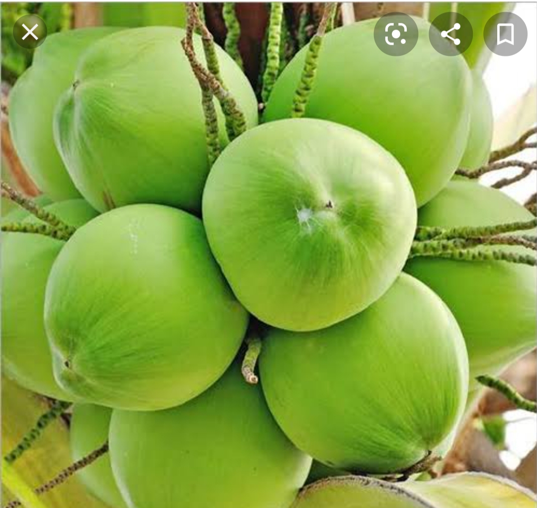 Tendar coconut 