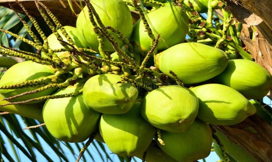 Tender Coconut from Villukattu Coconuts