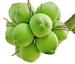 A Grade Solid Green Young Coconut Medium Size