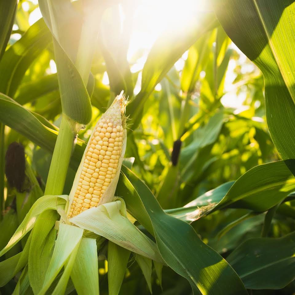 A Grade Yellow Maize from Ocean of Grains