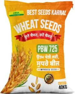 PBW 725 Wheat Seeds from Best seeds Karanl