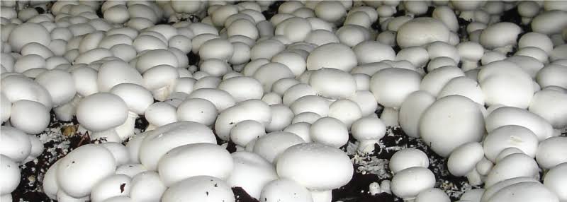 Button Mushroom at Best Price from Surlika mashroom hub