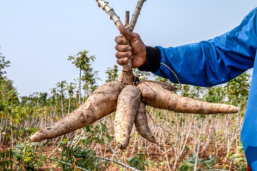 Best Quality  Cassava From M.M.G. Service Ltd.