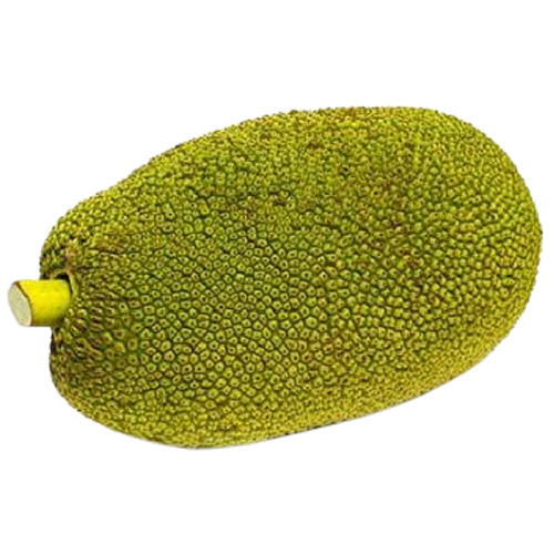 Premium Quality Natural Fresh Jackfruit For Wholesale from DINESH TRADER