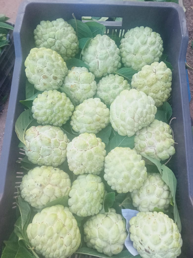 A Grade Fresh Custard Apple from Anandmurti Agro Business Center