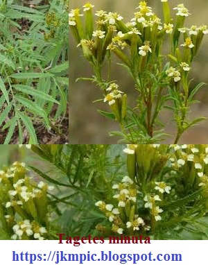 Tagetes minuta seeds from Kashmir Himalaya from JKMPIC-Seed Store