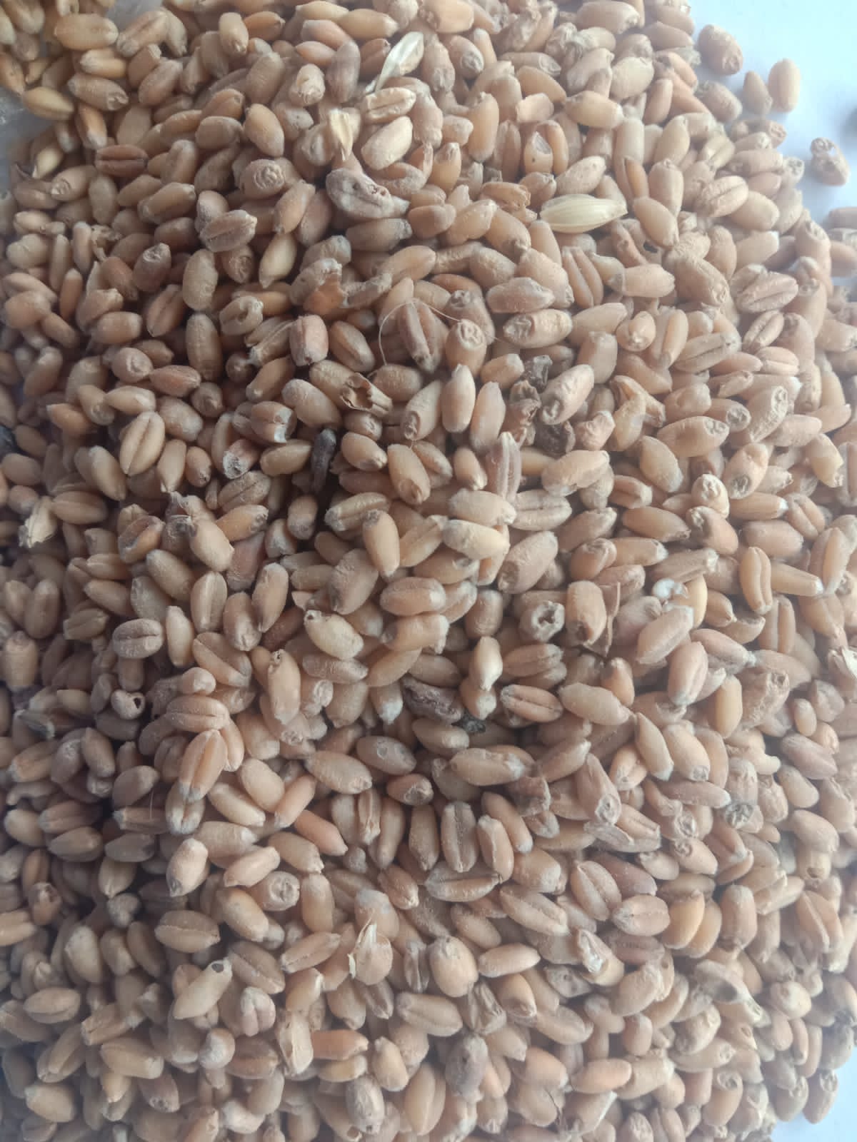 Wheat 