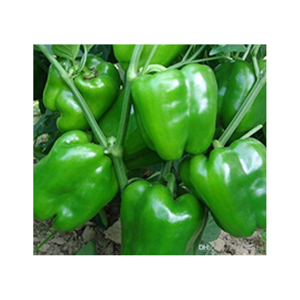 Capsicum Clause – Asha