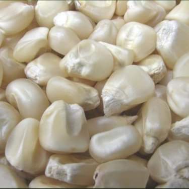 Corn/maize 