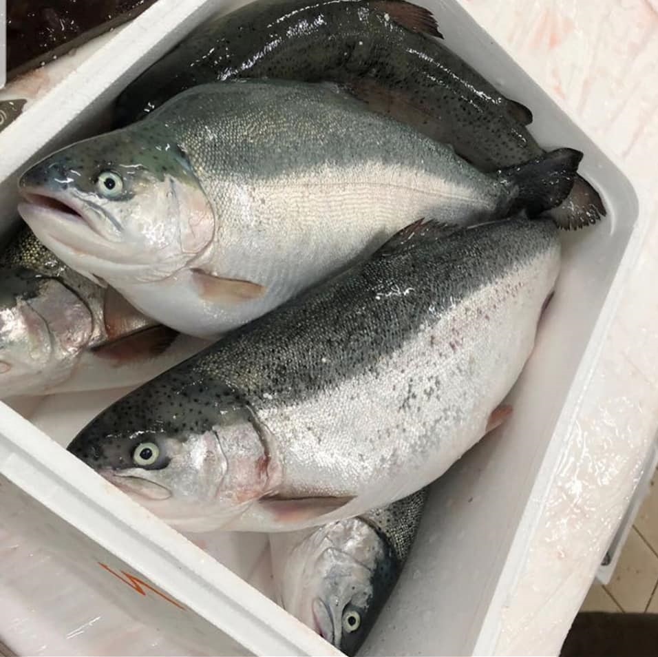 Frozen Atlantic Salmon Fish from Millennium Grains Imports & Exports