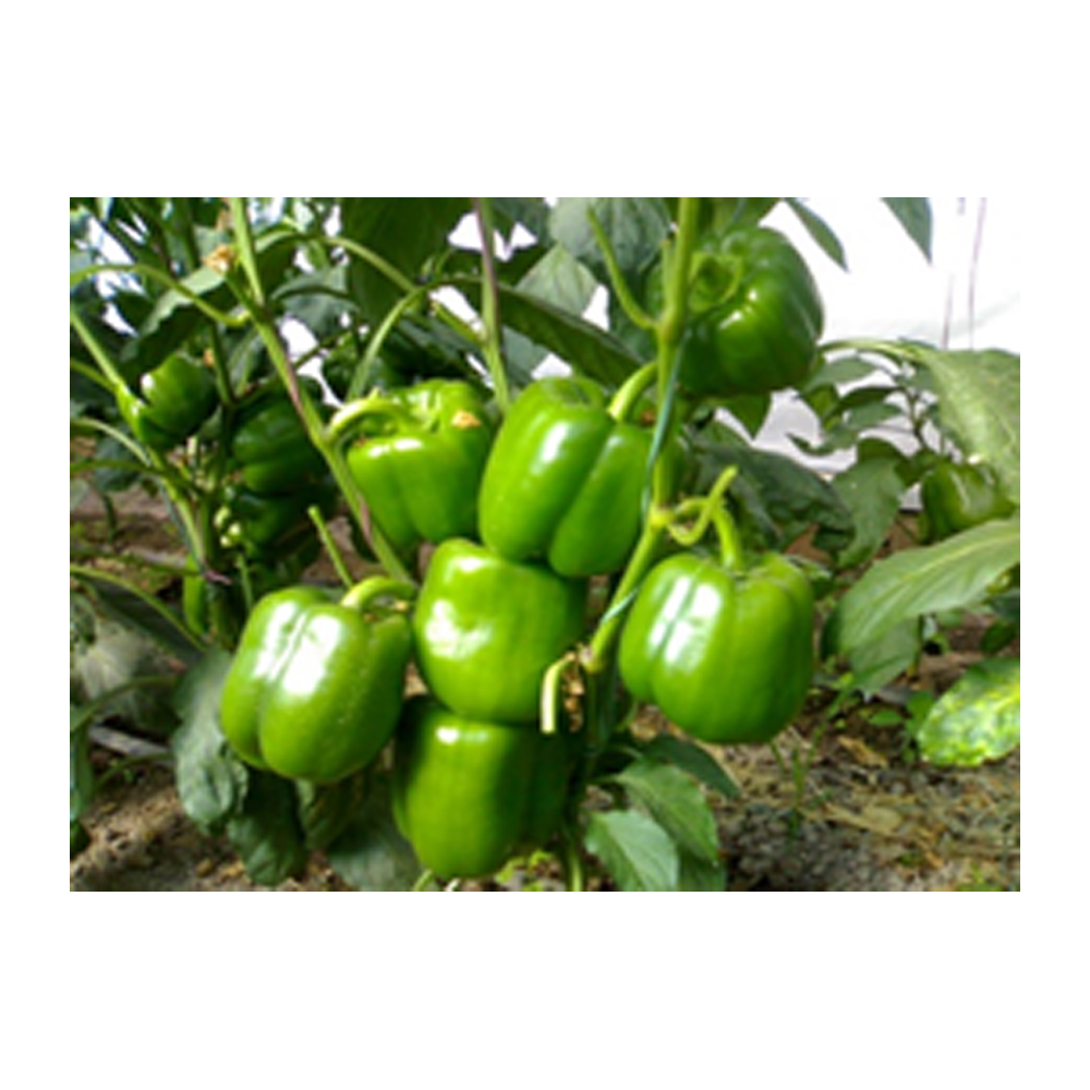 Capsicum Tropica Spinx
