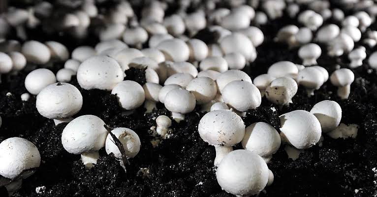 Mushroom from Ranjan Farm