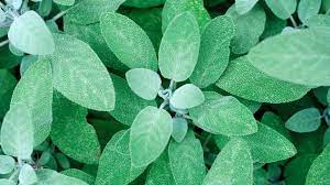 Sage Leaves  from Aditya Ayurvedic Supply Co