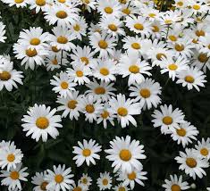 Pyrethrum-Chrysanthemum cinerariifolium seeds for sale from JKMPIC-Seed Store