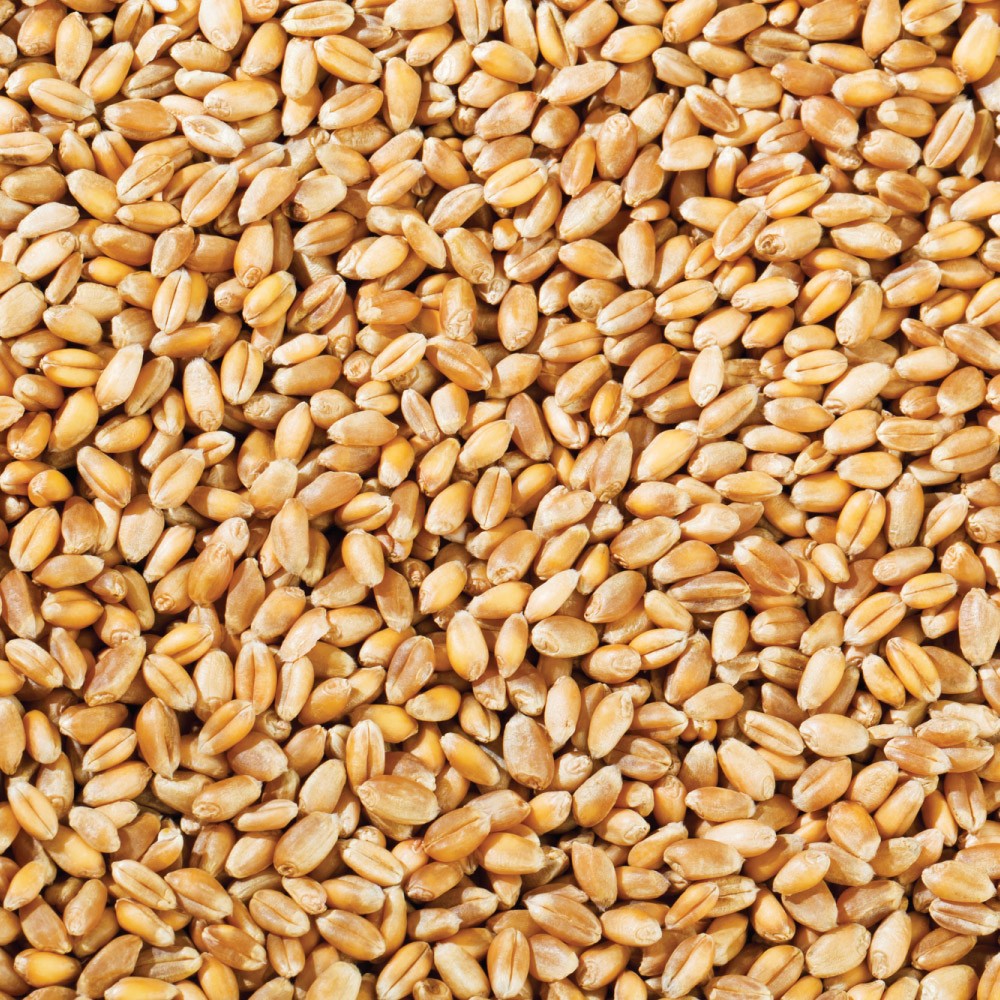 Top Quality Wheat Grains For Export