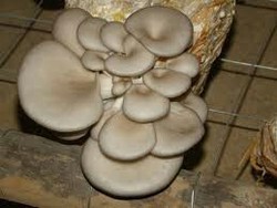 Fresh Oyster Mushroom from Aaditya Agro Industries