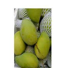 Dashehari Mangoes from Amba Overseas