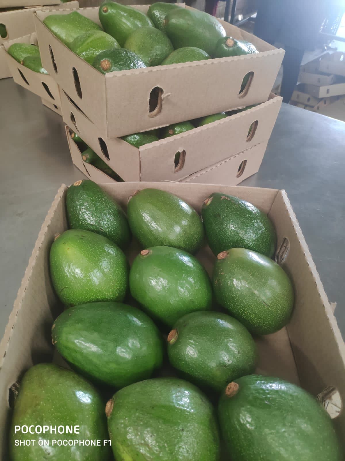 Avocado from Sametha Trading PLC from SAMETHA TRADING PLC 