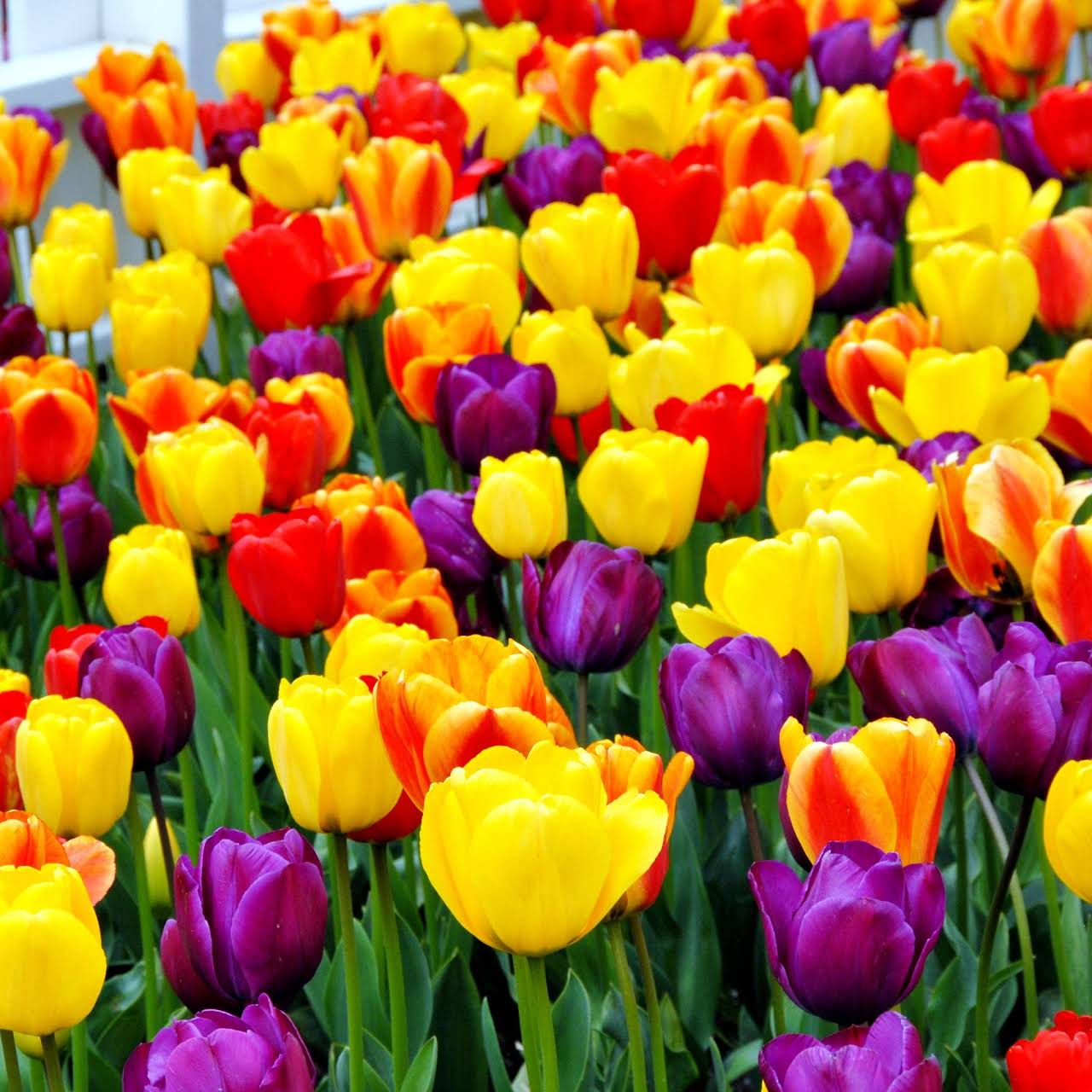Tulip Bulbs from Planto Gallery E nursery