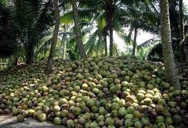 A Grade Fresh Tender Coconut : Medium Size from AVJ STORE