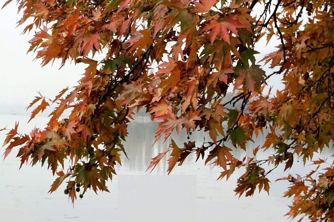 Chinar-Platanus orientalis saplings/seeds from Kashmir from JKMPIC-Seed Store