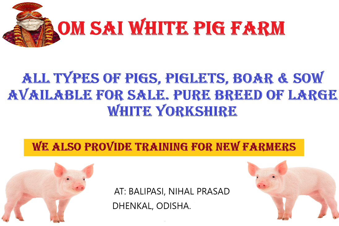 PIG from OM SAI PIG FARM