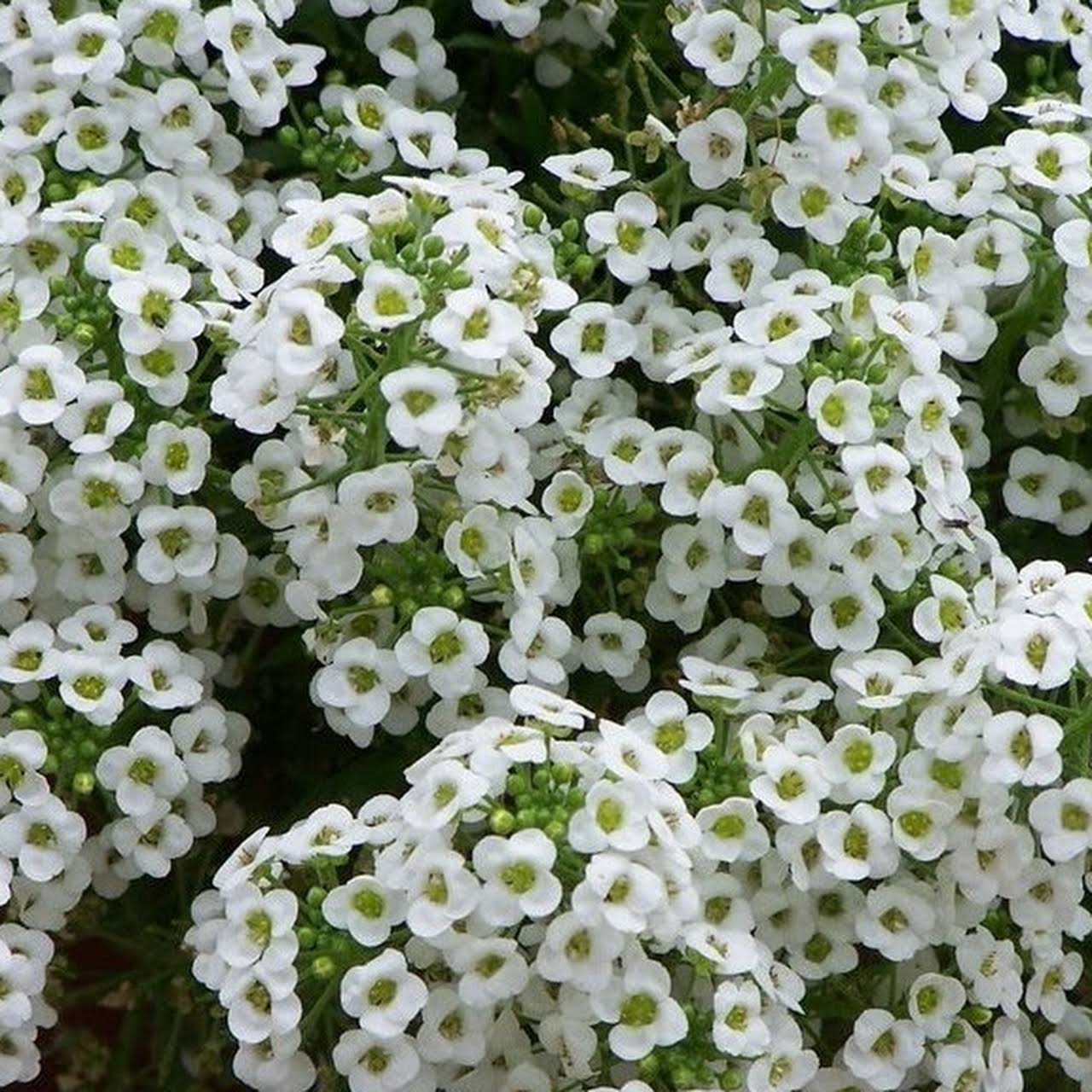 Sweet Alyssum Plant
