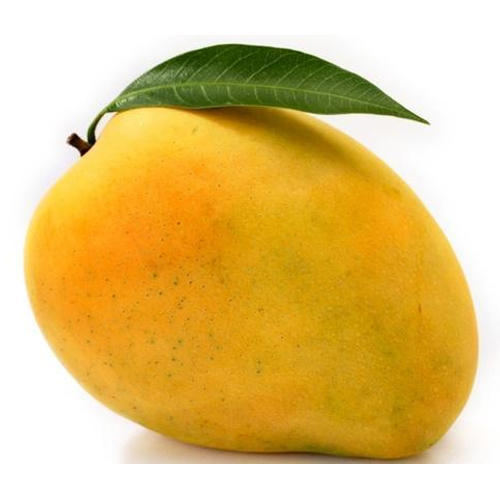 Best Quality Fresh Alphonso Mango From Juned and Sons from JUNED AND SONS