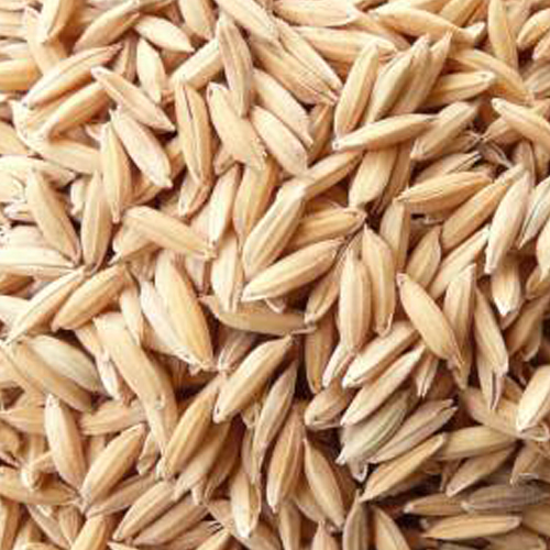 Wholesale Long Grain Paddy Rice from DINESH TRADER