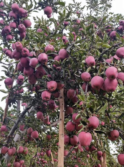 Fruit planting material from JKMPIC-Seed Store