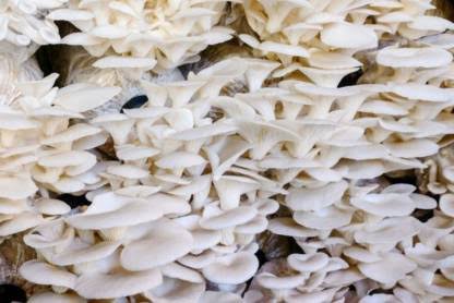 Oyster Mushroom at Best Price from Surlika mashroom hub