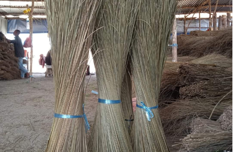 Palm Ekel Broomstick