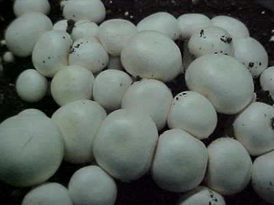 A Grade Organic & Fresh Button Mushroom from Satija Agro Farms