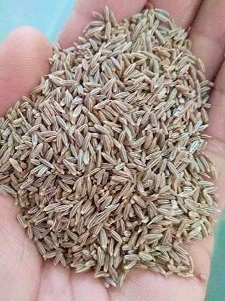 Cumin seeds 