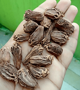 Black Cardamom Medium Shillong from Capital Enterprise
