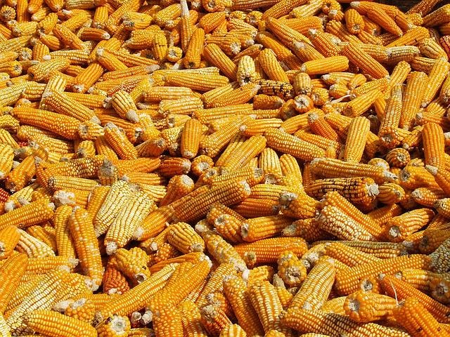 Best Quality Yellow Maize from Millennium Grains Imports & Exports