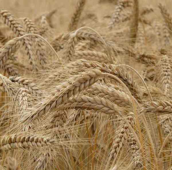 Best Quality Organic Wheat 10 Kg Pack from Shubh Organic - We Grow Healthy Food!