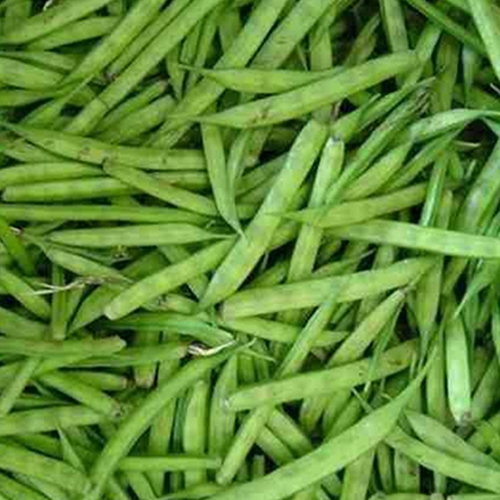 Organic & Fresh Guar Bean from EXPO TRADING