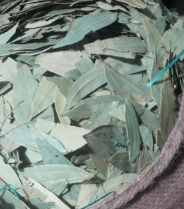 Meghalaya Tej Patta (Bay Leaf) 1st Grade quality